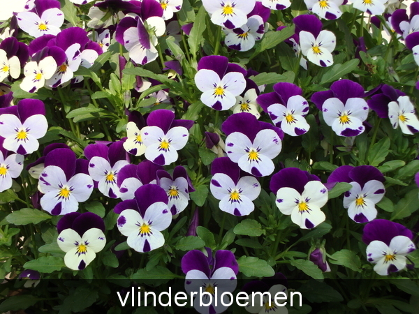 bloemen die een beetje op vlinders lijken.