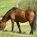 In de weide