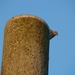 Hoog op de schouw