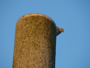 Hoog op de schouw