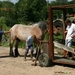 Hoefsmid200716