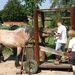 Hoefsmid200718