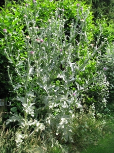 spoorwegdistel