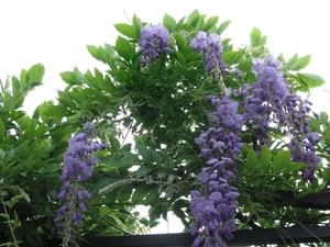 blauwe regen