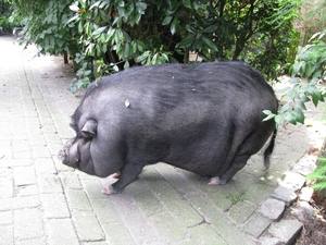 loslopend varken