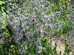 eryncium planum