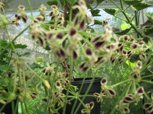 mooie geraniums