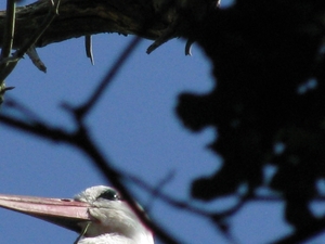 piep ooievaar in de bomen