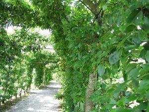 LEIFRUIT