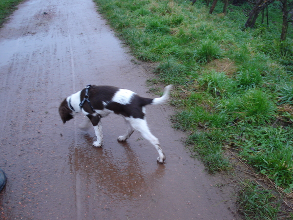 Dijk bij Enspijk 30-11-08 505