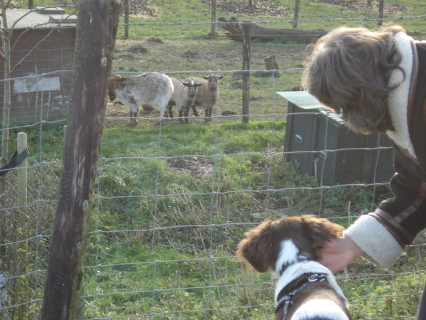 Dijk bij Enspijk 14-12-08 560