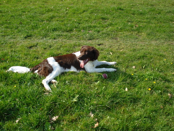 Marienwaerdt 03-04-2009 1017