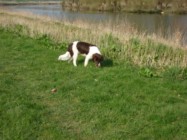 Marienwaerdt 03-04-2009 1024