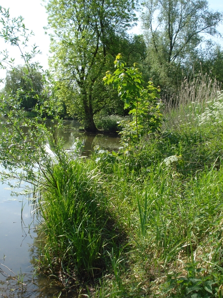 Marienwaerdt 10-05-2009 1296