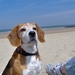 Cadzand Mei 2008 002