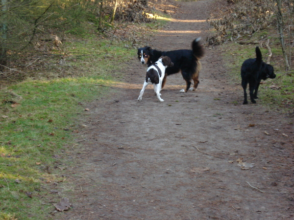 Het Panbos bij de Bilt 26-12-2008 620