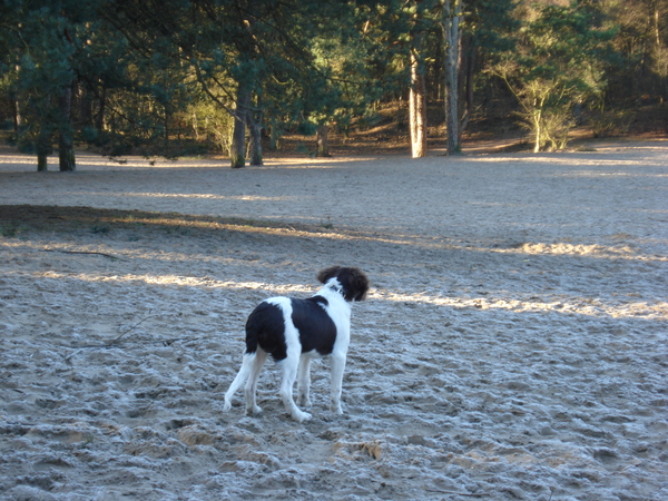 Het Panbos bij de Bilt 26-12-2008 622