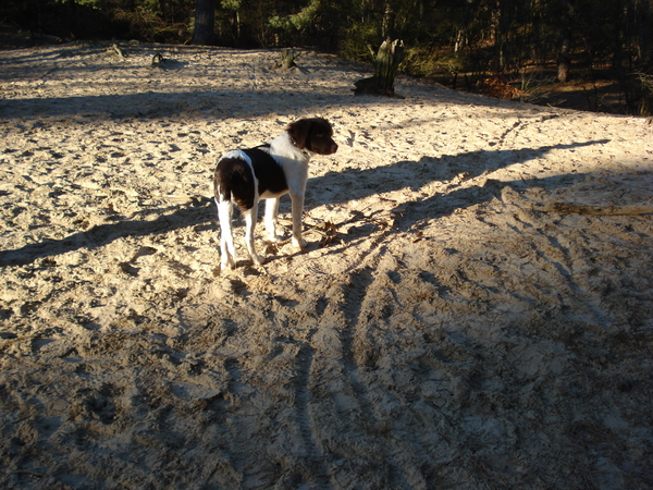 Het Panbos bij de Bilt 26-12-2008 624