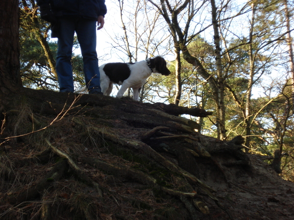 Het Panbos bij de Bilt 26-12-2008 629