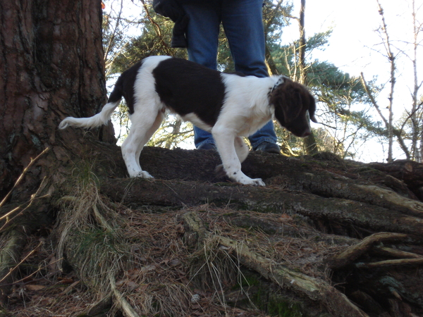 Het Panbos bij de Bilt 26-12-2008 630