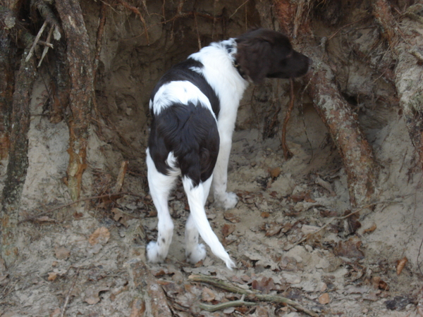 Het Panbos bij de Bilt 26-12-2008 632