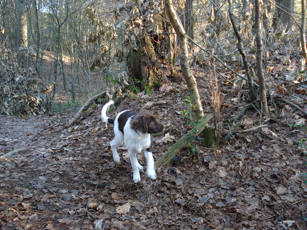 Het Panbos bij de Bilt 26-12-2008 633
