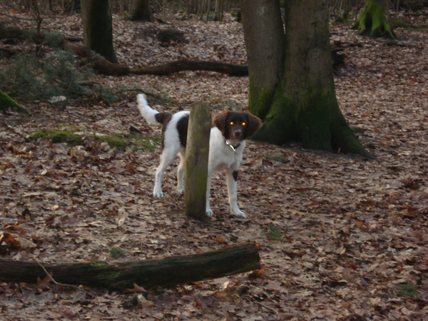 Renkum 06-02-2009 767