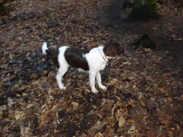 Renkum 06-02-2009 772