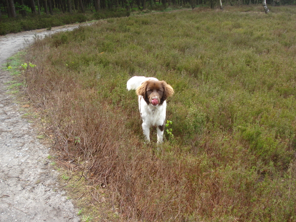 Austerlitz 26-04-2009 1181