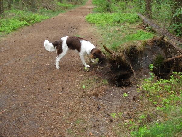 Austerlitz 26-04-2009 1182