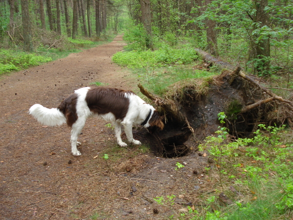 Austerlitz 26-04-2009 1183