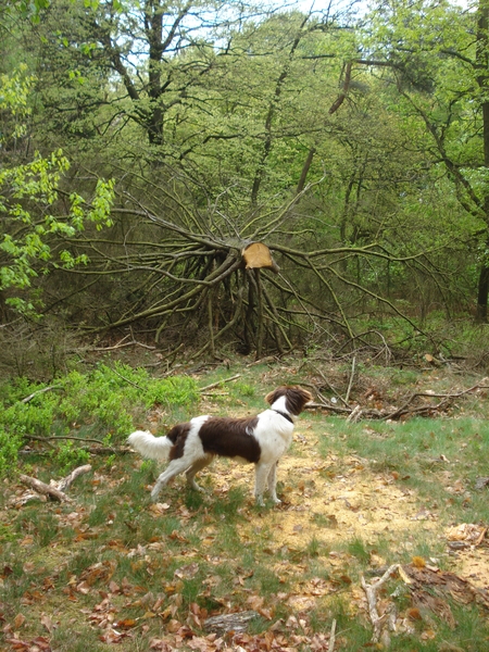 Austerlitz 26-04-2009 1187