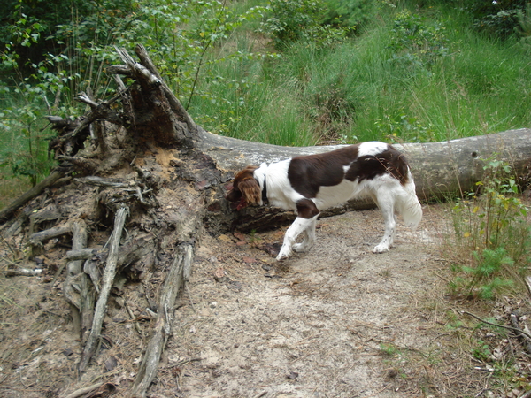 Giersbergen 06-07-2009 1606