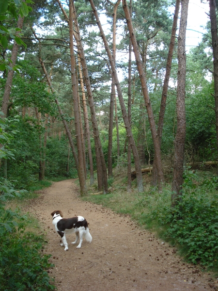 Giersbergen 06-07-2009 1608
