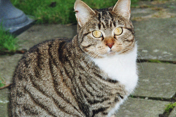 mijn poes 2008