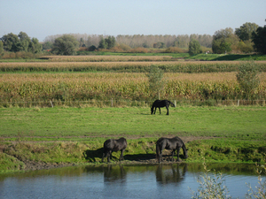 Potpolder Tielrode