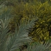 tunesie-2009 030