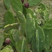 tunesie-2009 038