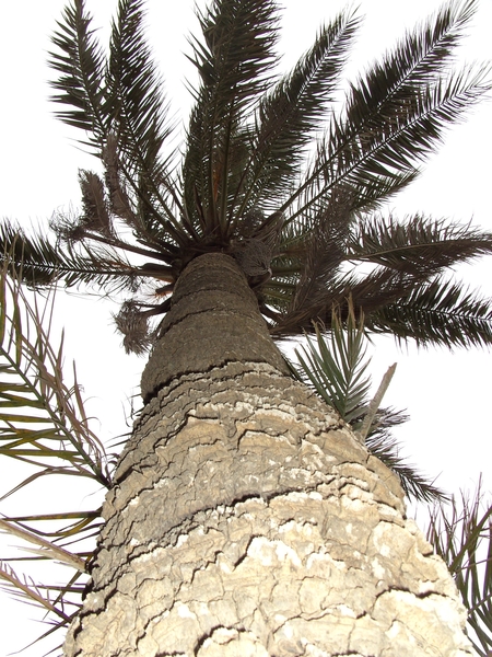 tunesie-2009 047