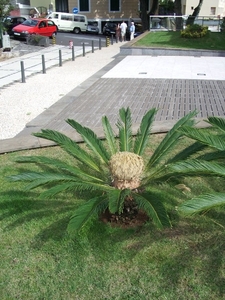 bloeiendepalm