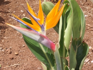 ooievaarsbek plant