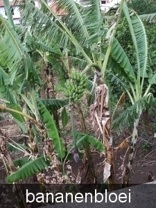 plant van bananen