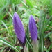 Crocussen 1 maart 2011 002