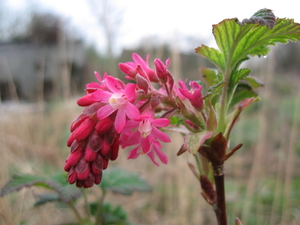 Ribes sanguineum 004