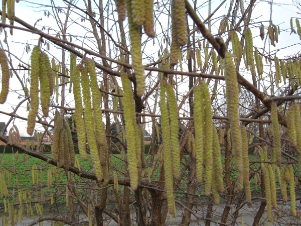 Des nouveau fleurs sont arrivé 003