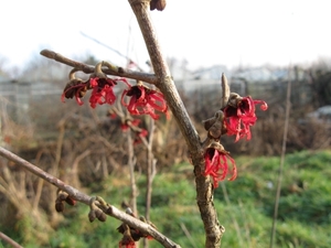 Des nouveau fleurs sont arrivé 018