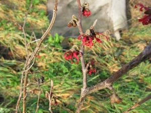 Des nouveau fleurs sont arrivé 020