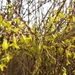 forsitia 2011 005