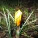 Crocus 001