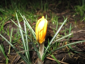 Crocus 001